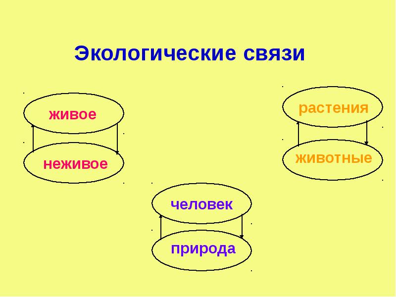 Описание экологических связей изобрази их с помощью схемы