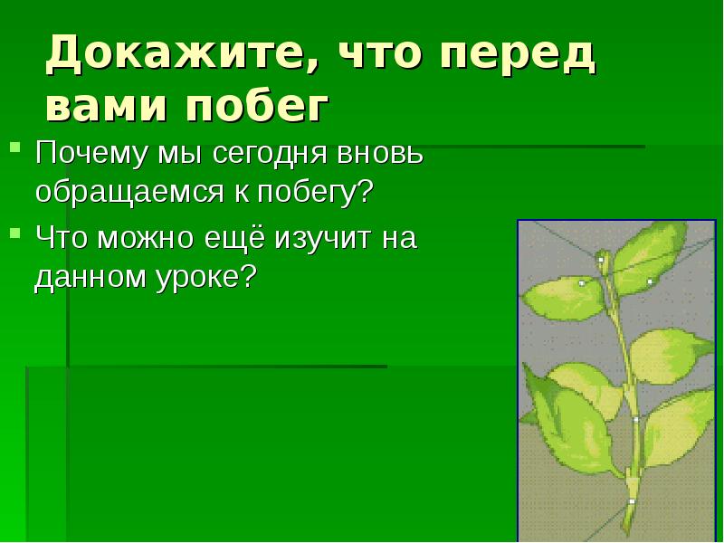 Почему побег считают. Доказательство того что побег это побег. Что можно написать на побе. Как можно доказать что.это побег. Доказательство того, что цветок это побег.