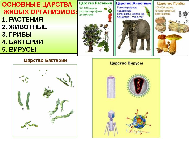 Разнообразие организмов 5 класс биология презентация