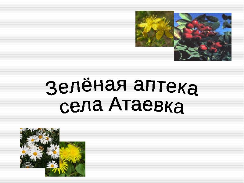 Проект зеленая аптека