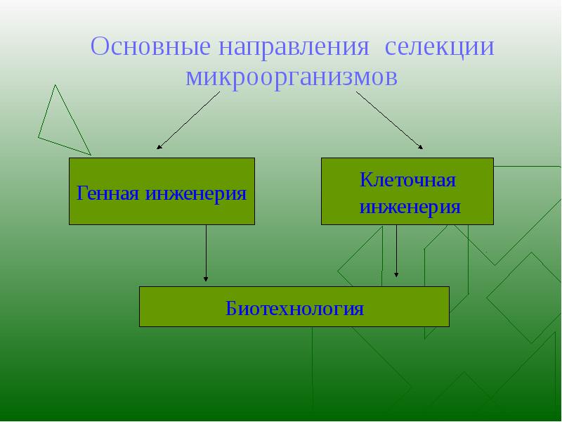 Основы селекции организмов презентация 9 класс пономарева