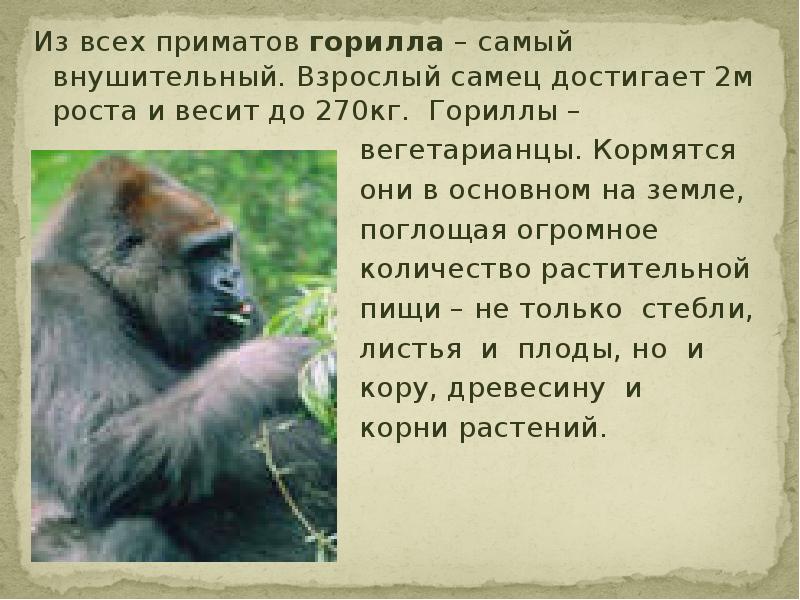 Краткое содержание обезьянка 3 класс. Горилла презентация. Сообщение о горилле. Доклад про гориллу. Горилла характеристика.