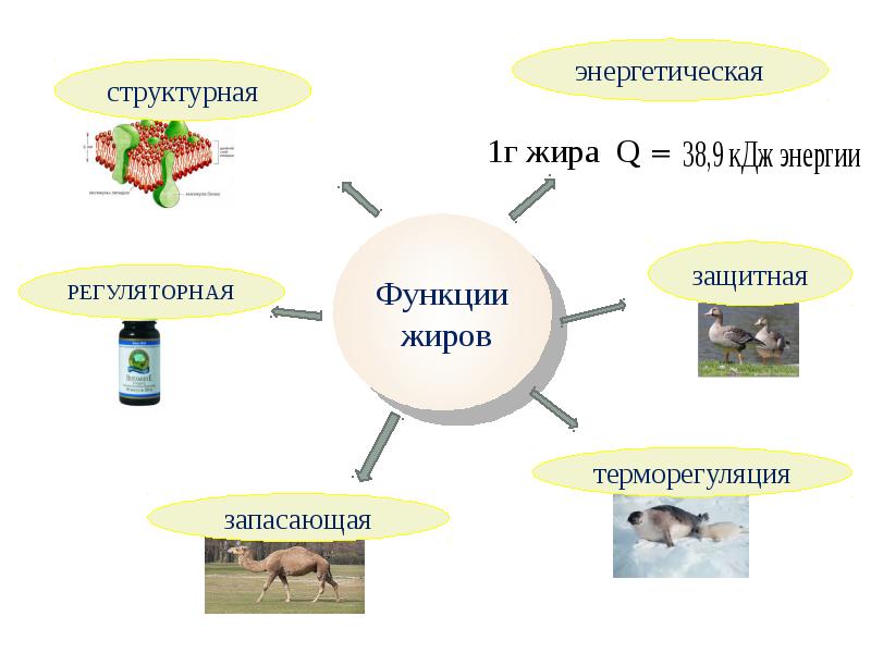 Проект жиры роль и превращение в организме человека применение в медицине