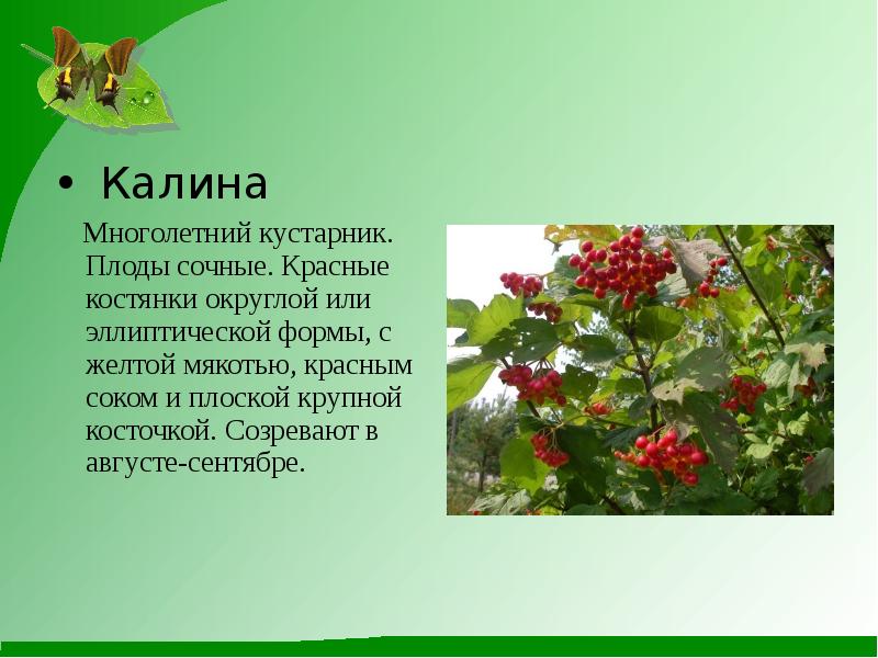 Калина  Калина   Многолетний кустарник. Плоды сочные. Красные костянки