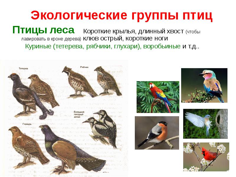 Экологические группы птиц Птицы леса   Короткие крылья, длинный хвост