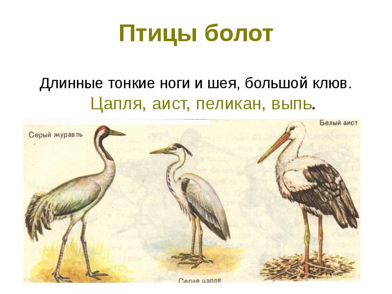 Птицы болот Длинные тонкие ноги и шея, большой клюв. Цапля, аист,