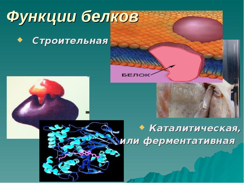 Презентация на тему ферменты 10 класс