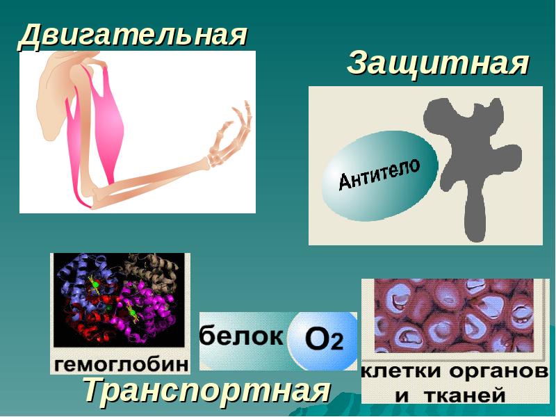 Презентация белки 10 класс биология профильный уровень