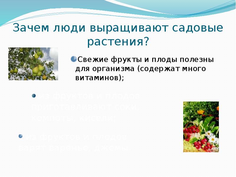 Растения сада презентация