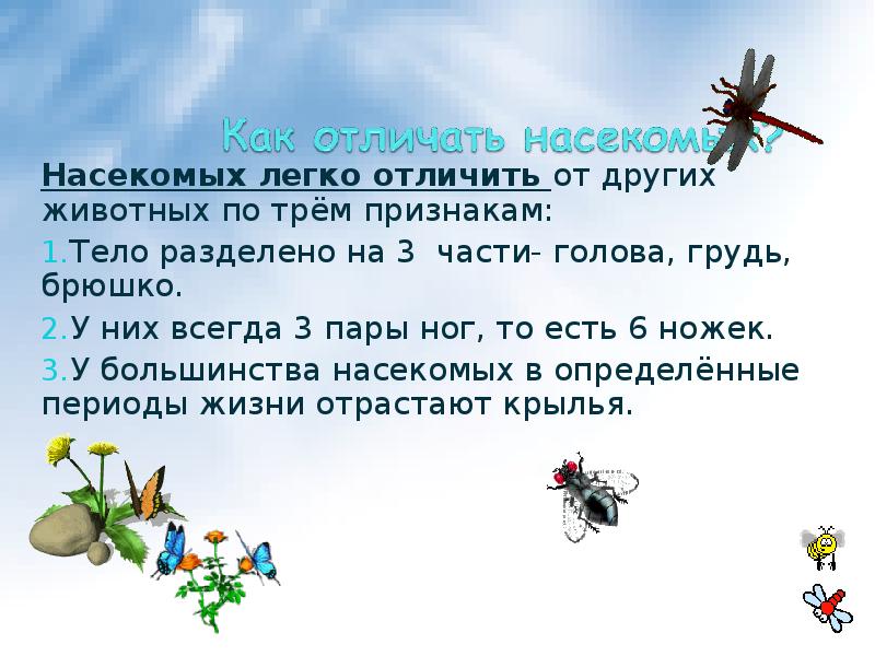 Чем отличаются насекомые. Чем отличаются насекомые от животных. Отличие насекомых от зверей. Что отличает насекомых от других животных. Рассказ на тему насекомые.