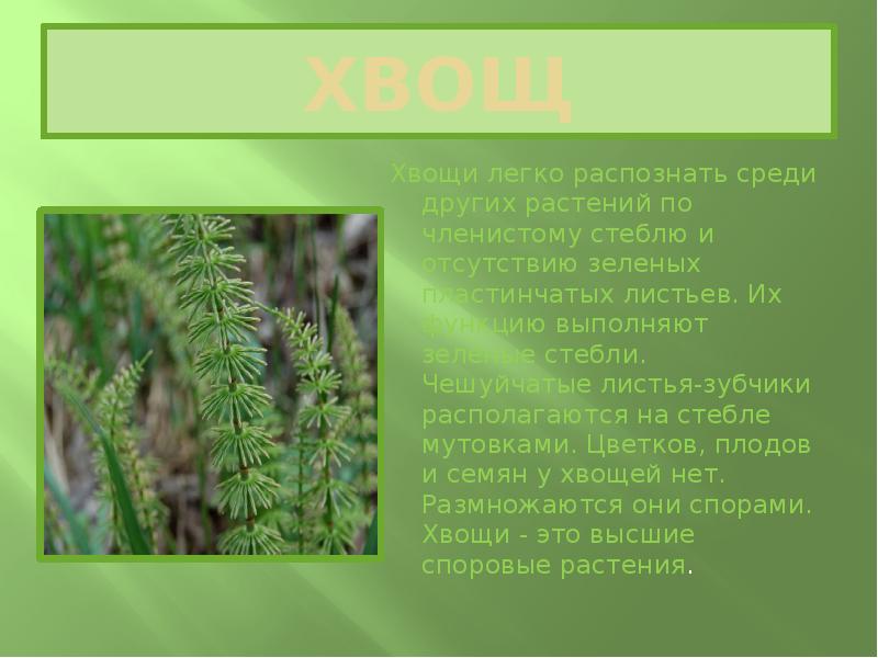 листья хвоща. листья хвоща.