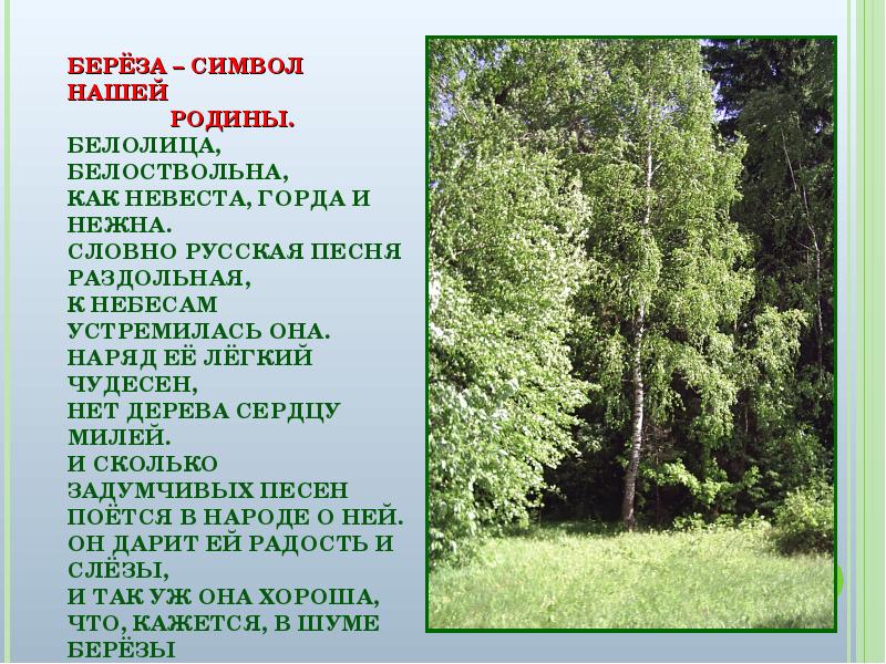 Какое русское какое милое дерево береза. Береза символ нашей Родины. Описание русской березы. Берёза символ России сочинение. Сичинение берёза - символ России..