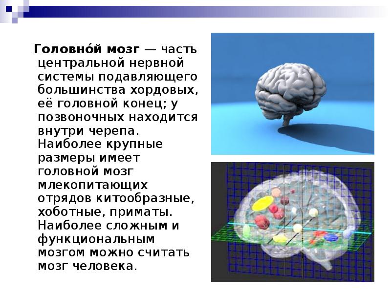 Презентация человеческий мозг