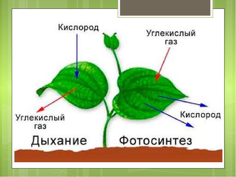 Презентация биология 6 класс фотосинтез растений