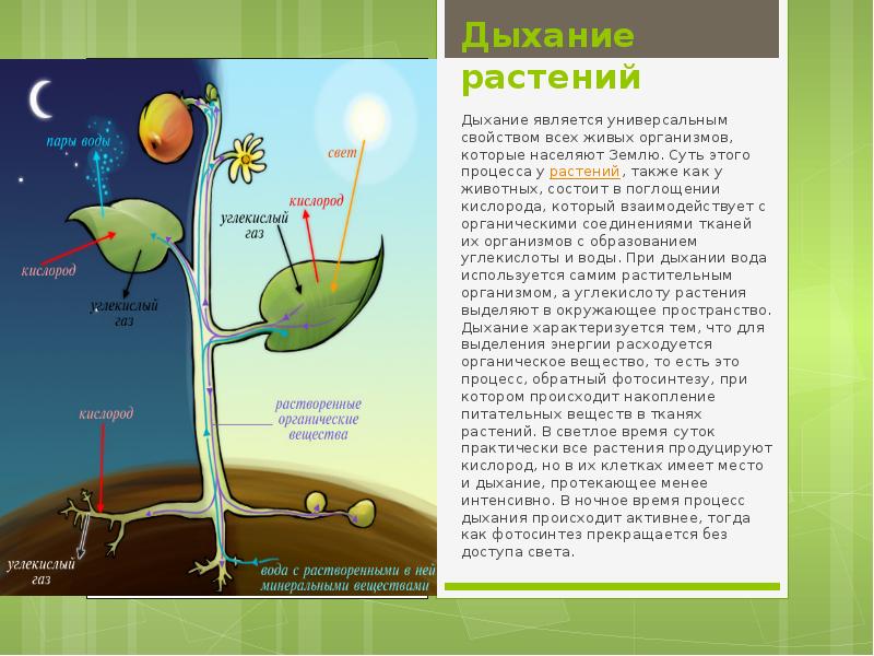 Фотосинтез картинка для детей