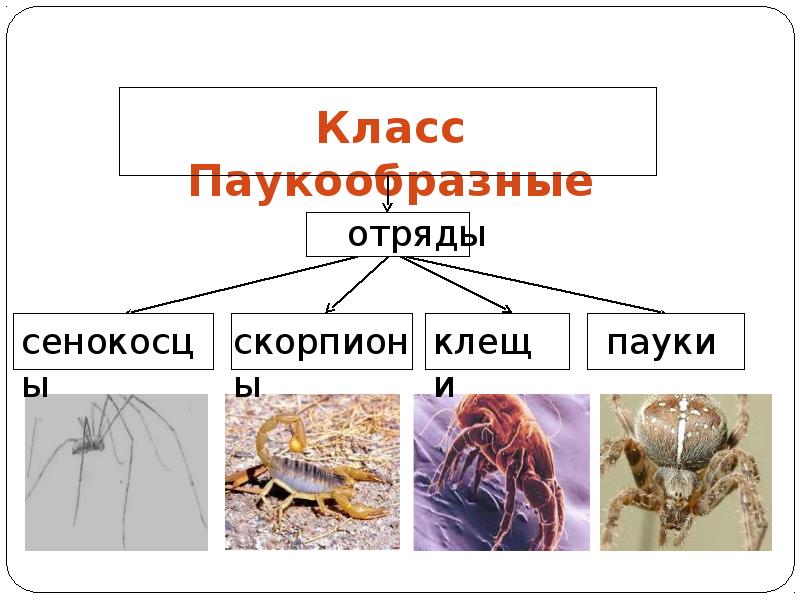 Презентация на тему паукообразные 7 класс биология