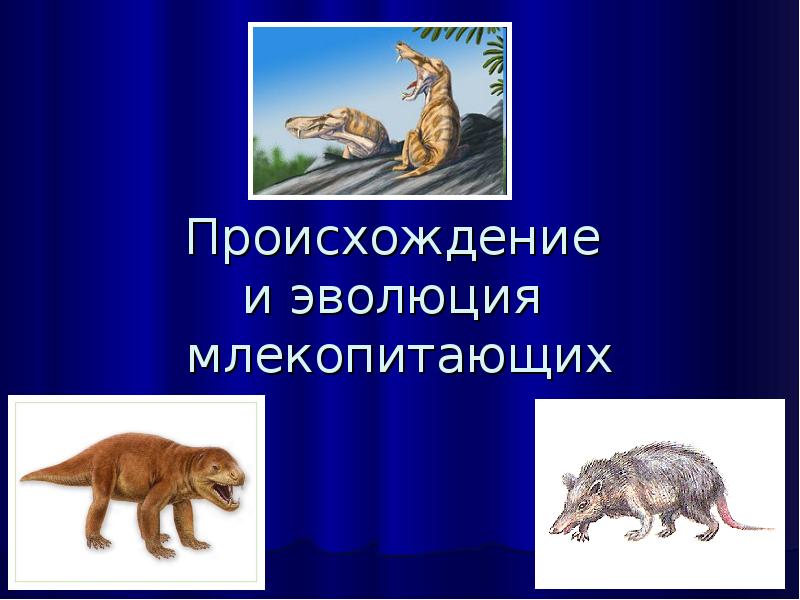 Происхождение  и эволюция  млекопитающих