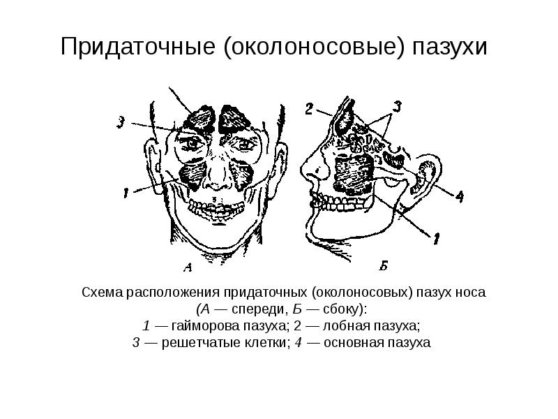 Околоносовые пазухи. Придаточные (околоносовые) пазухи носа. Анатомия нос и околоносовые пазуи. Схема расположения околоносовых пазух. Придаточные пазухи носа анатомия.