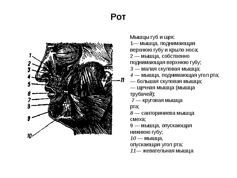 Презентация анатомия и физиология органов речи