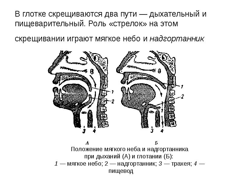 Физиология органов речи презентация