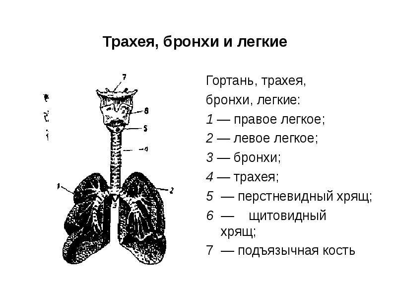 Физиология органов речи презентация