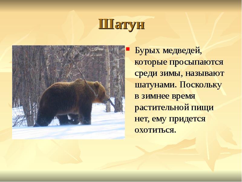 Шатун Бурых медведей, которые просыпаются среди зимы, называют шатунами. Поскольку в