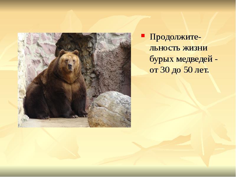 Продолжите-льность жизни бурых медведей - от 30 до 50 лет. Продолжите-льность