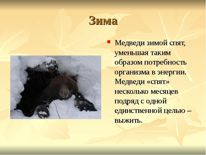 Зима Медведи зимой спят, уменьшая таким образом потребность организма в энергии.