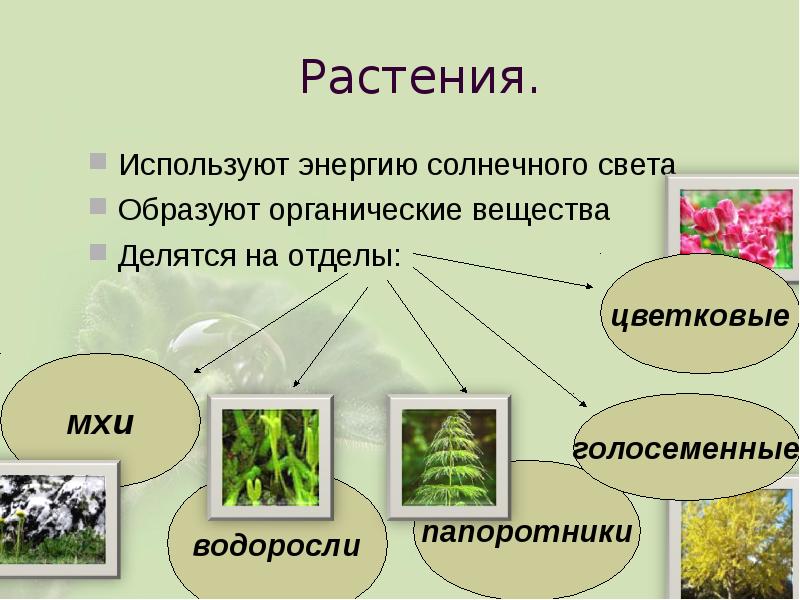 Разнообразие организмов 5 класс биология презентация