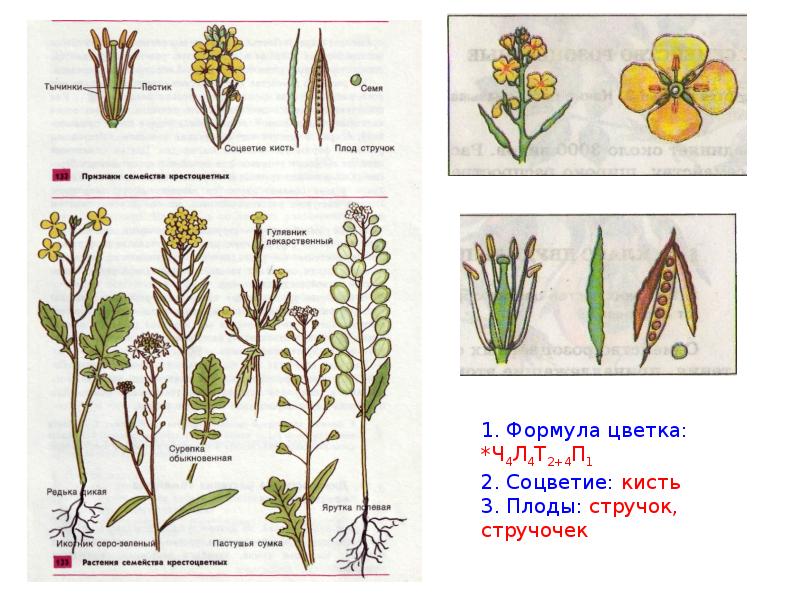 Редька дикая схема