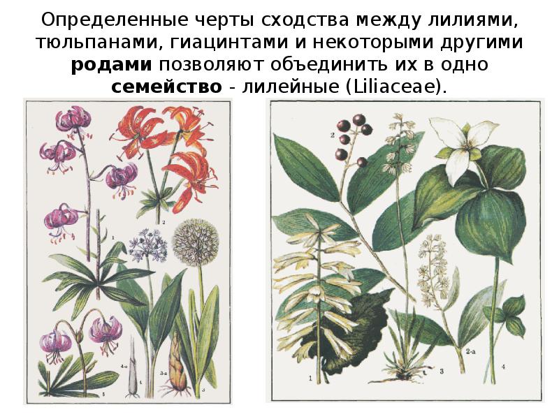 систематические таксоны р. строение тюльпана шренка. систематика лилейных. систематика лилейных растений. систематика лилии садовой.