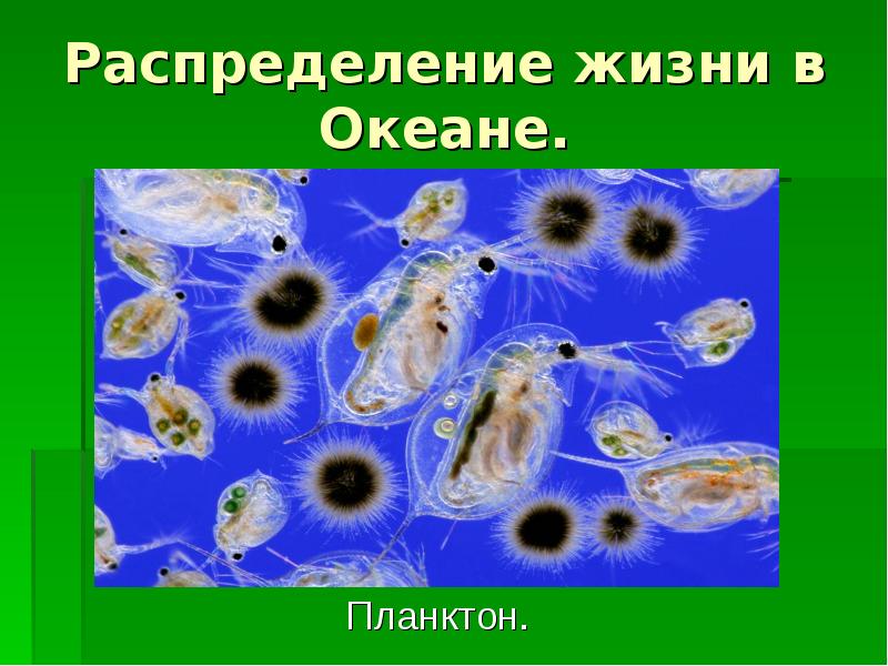 Распределение жизни в Океане.  Планктон.