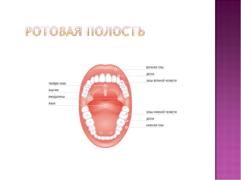 Мягкое небо у человека картинки