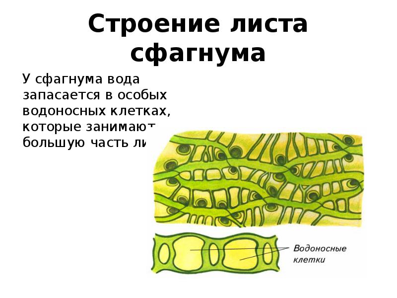 Клетка мха. Строение листа мха сфагнума. Строение части листа сфагнума. Схема строения листа сфагнума. Мох сфагнум клетки листа под микроскопом строение.