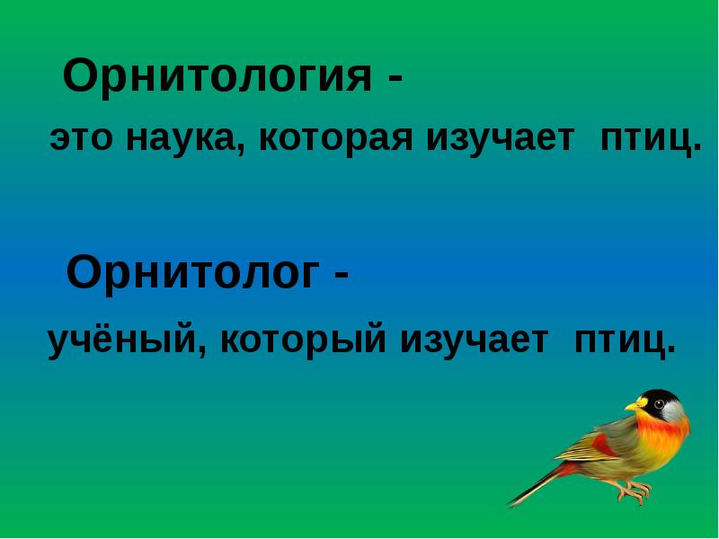 Птицы изобретатели. Орнитология это наука изучающая. Орнитология наука о птицах. Орнитология презентация. Что изучает орнитология.