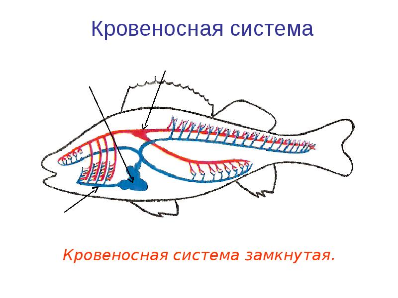 Внутренние органы рыбы схема