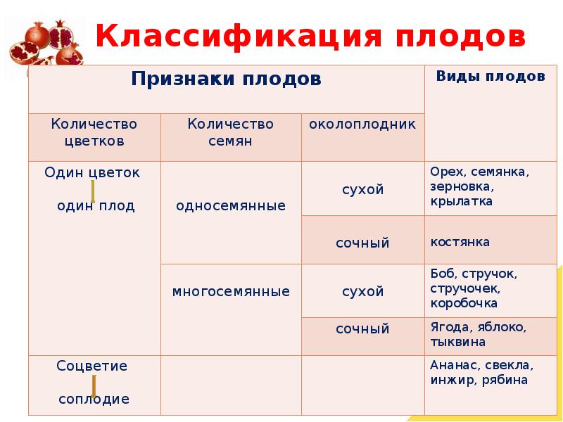 Признаки плода. Таблица классификация плодов биология 6 класс. Плоды строение и классификация. Признаки классификации плодов. Разнообразие плодов 6 класс таблица.