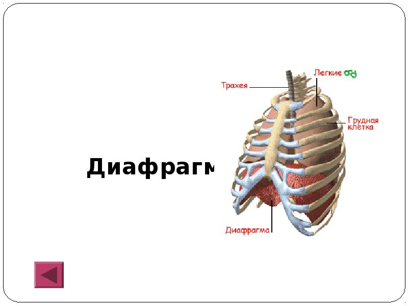 Диафрагма грудной клетки. Грудная клетка человека диафрагма. Диафрагма грудной кое ки. Мышцы диафрагмы грудной клетки.