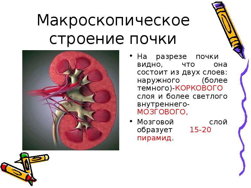 Биология 8 класс строение и функции почек презентация