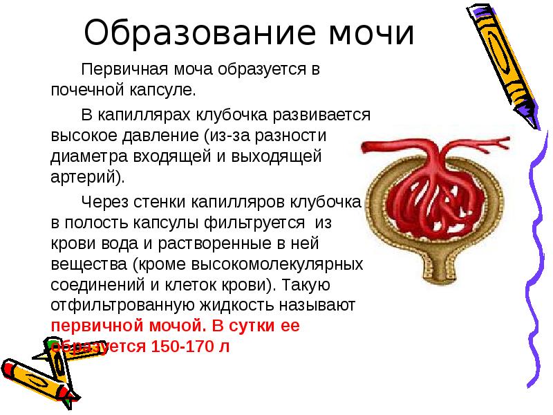 Первичная моча схема