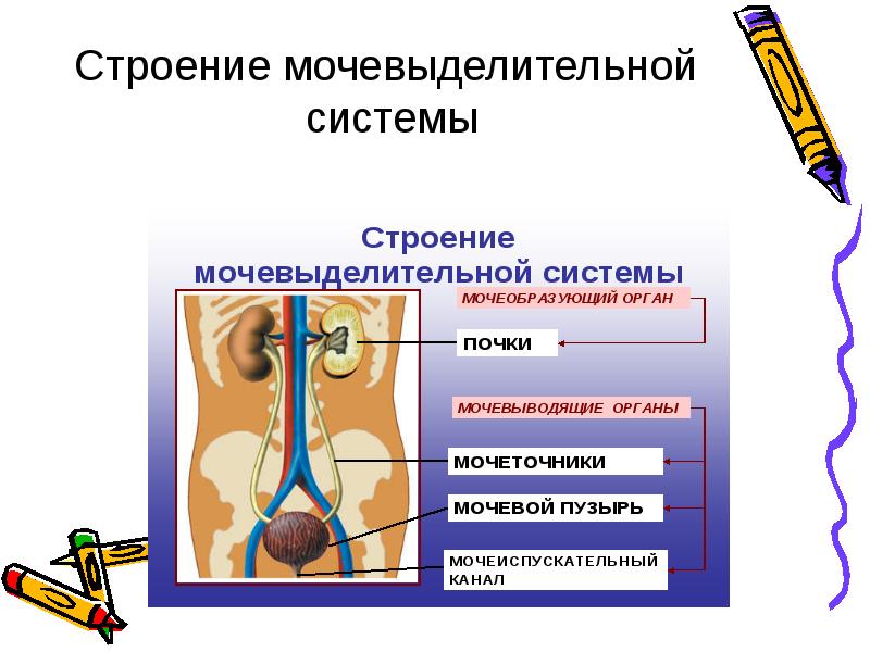 Презентация органы выделения 8 класс биология