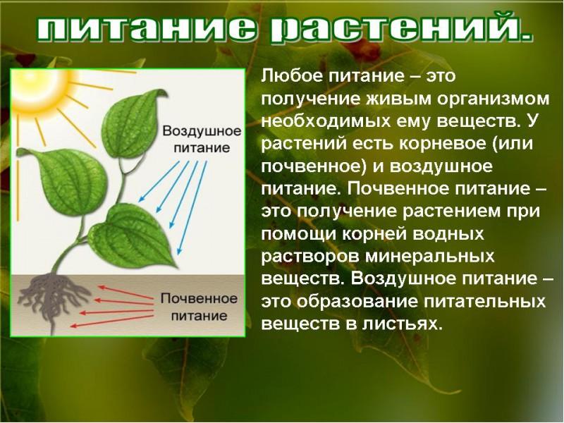 Воздушное питание растений фотосинтез 6 класс презентация