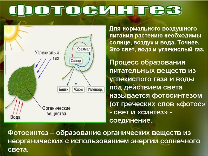 Питание растений проект