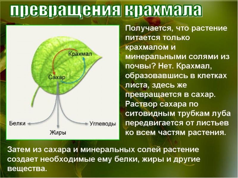 Воздушное питание растений фотосинтез 6 класс презентация