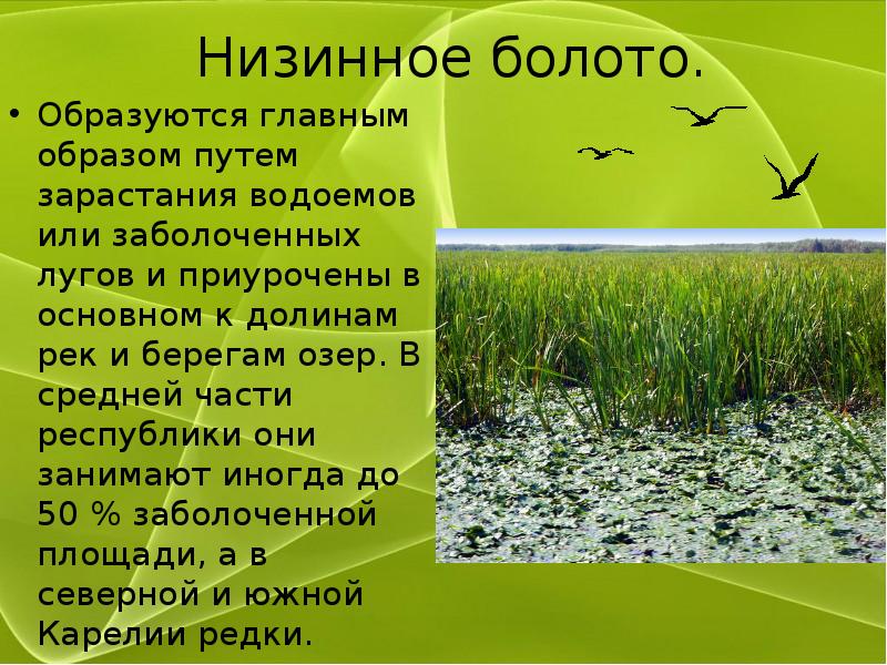 Содержание болото. Болото презентация. Презентация на тему болота. Низинное болото. Презентация о болоте.