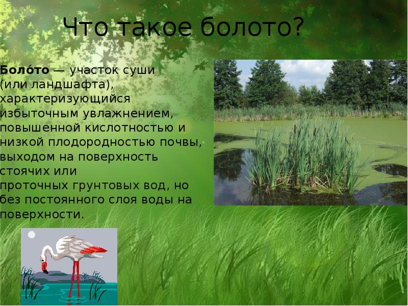 Болото окружающий мир. Болото презентация. Болота доклад. Презентация на тему болота. Доклад про болото.