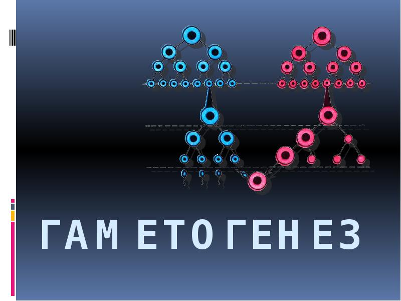 Гаметогенез Гаметогенез
