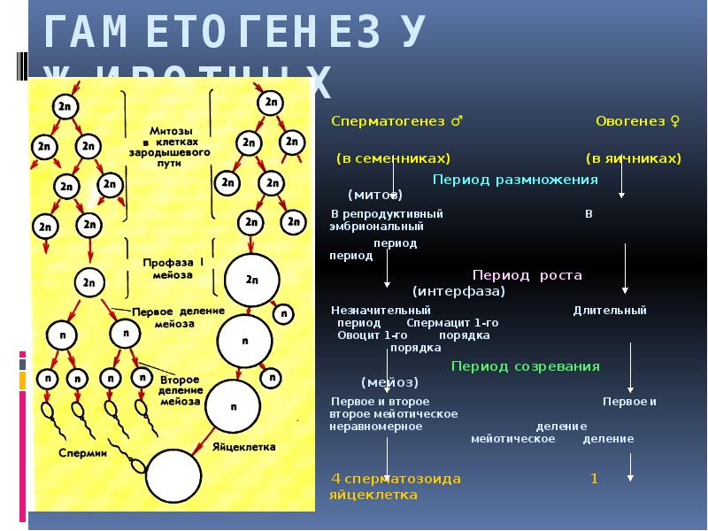 Установите последовательность этапов овогенеза образование ооцитов. Гаметогенез сперматогенез овогенез. Мейоз в сперматогенезе. Сперматогенез интерфаза мейоза. Митоз в овогенезе.