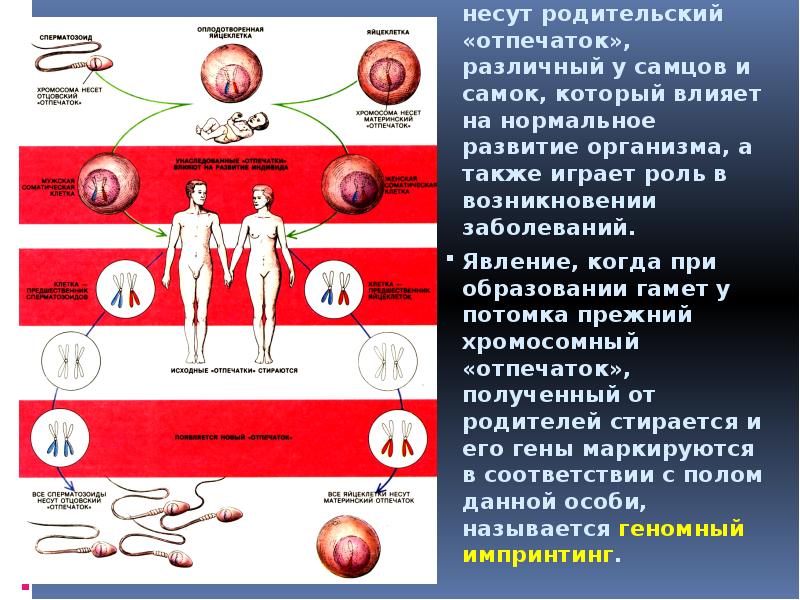 Даже если от обоих родителей потомки получают идентичные гены, действие этих Даже если от обоих родителей потомки получают идентичные гены, действие этих