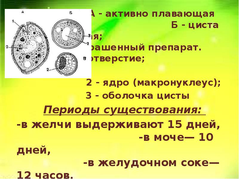 Какое значение в жизни простейших имеют цисты. Циста. Цисты простейших. Балантидий презентация. Оболочка цисты.